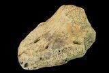 Hadrosaur Ungal (Claw) - Alberta (Disposition #-) #136304-4